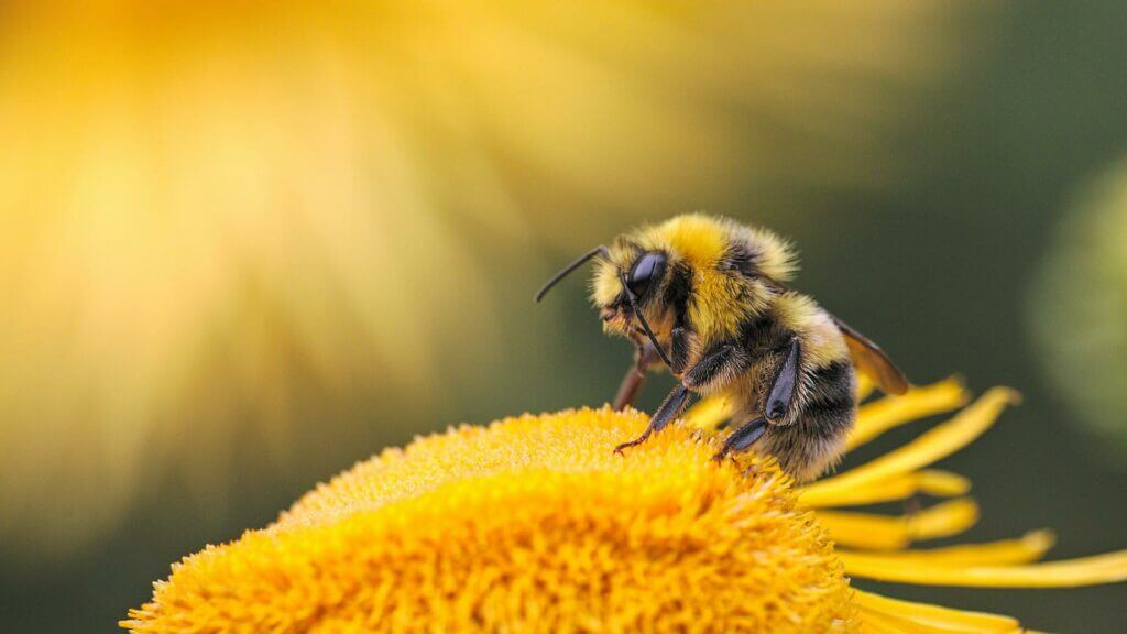 A bee on a flower