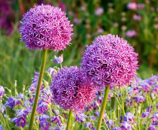 A gardener planting bulbs in autumn